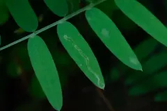 Liriomyza trifoliearum thumbnail 2