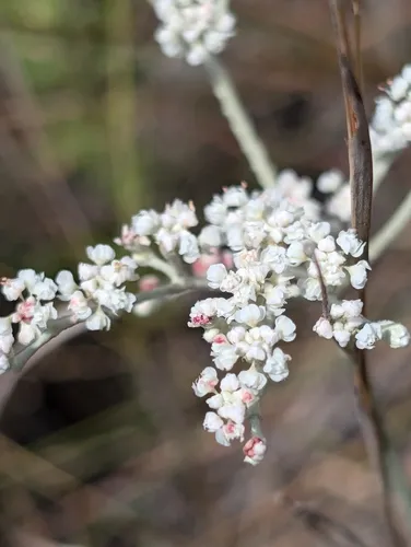 annual buckwheat