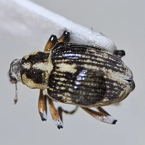 Milfoil Weevil