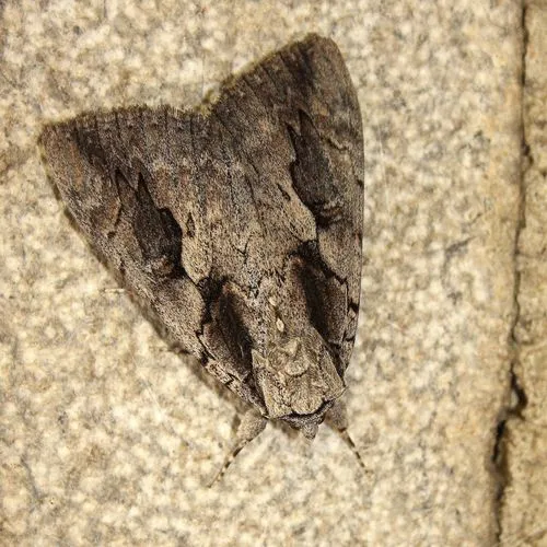 Sweetheart Underwing