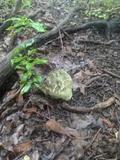 Hypomyces melanocarpus thumbnail 1