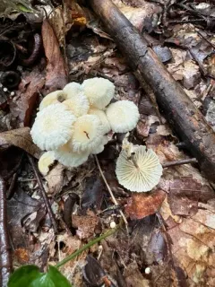 Marasmius delectans thumbnail 3