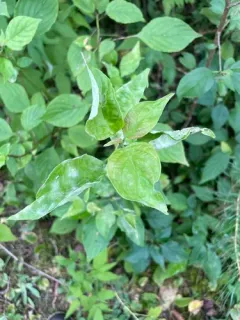 Erysiphe tortilis thumbnail 2
