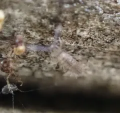 Cotton Springtail thumbnail 2