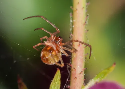 Theridion petraeum