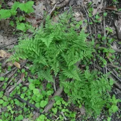 lowland brittle fern thumbnail 4