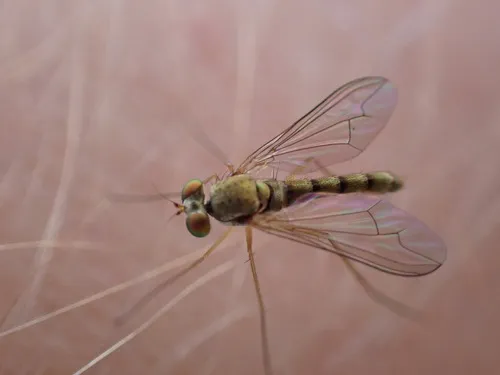 Sciapus wiedemanni