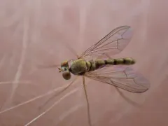 Sciapus wiedemanni thumbnail 1