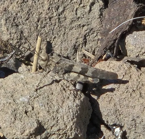 Fontana Grasshopper