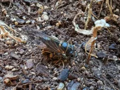 Putnam's Cicada thumbnail 3