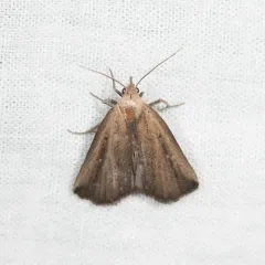 Bronzy Owlet thumbnail 2