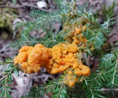 Lignydium muscorum thumbnail 4