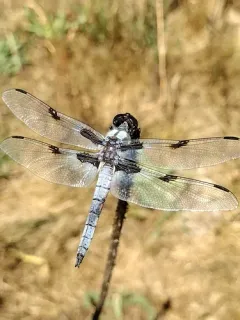 Hoary Skimmer thumbnail 4