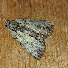 Praeclara Underwing Moth thumbnail 4
