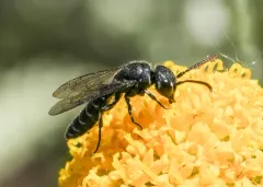 Krombeinopyga pumila thumbnail 2