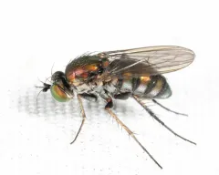 Dolichopus albiciliatus thumbnail 2