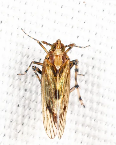 Megamelus palaetus