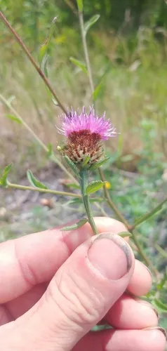 Centaurea decipiens