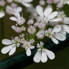coriander thumbnail 4