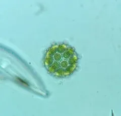 Coelastrum pulchrum thumbnail 4