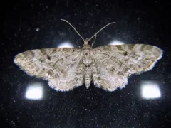 Eupithecia russeliata thumbnail 3