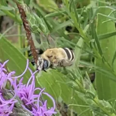 Anthophora walshii thumbnail 4