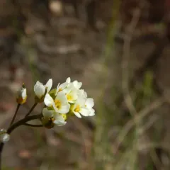 canescent draba thumbnail 2
