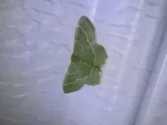 Thin-lined Emerald thumbnail 2
