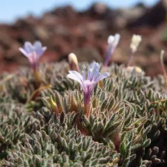 talus collomia thumbnail 2
