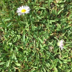Smooth fleabane thumbnail 4