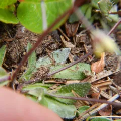 Slender Draba thumbnail 2