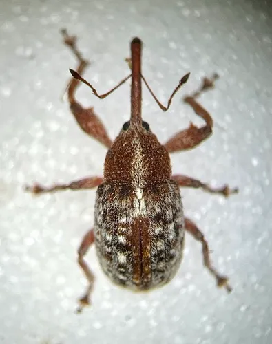 Coccotorus hirsutus
