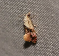 Holland's Cochylid Moth thumbnail 2
