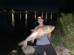 Bighead Carp thumbnail 3