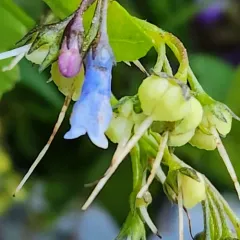 mountain bluebells thumbnail 4