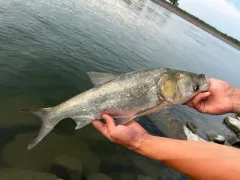 Silver Carp thumbnail 3