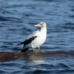 Nazca Booby thumbnail 4