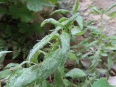 Golovinomyces greeneanus thumbnail 1