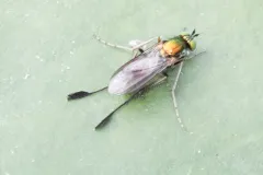 Dolichopus remipes thumbnail 2