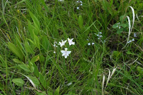 Oklahoma grasspink
