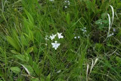Oklahoma grasspink thumbnail 1