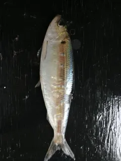 Blueback Shad thumbnail 4