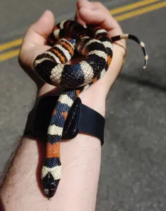 California Mountain Kingsnake thumbnail 2