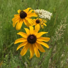 black-eyed Susan thumbnail 3