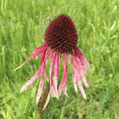 pale purple coneflower thumbnail 4