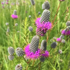 purple prairie clover thumbnail 4