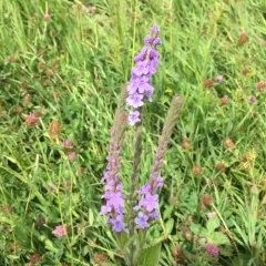 hoary vervain thumbnail 5