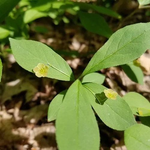 Running Strawberry-bush