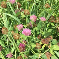 Red Clover thumbnail 4