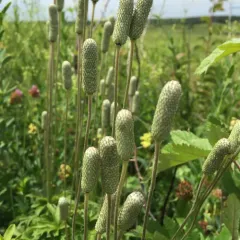 Cylindrical Thimbleweed thumbnail 4